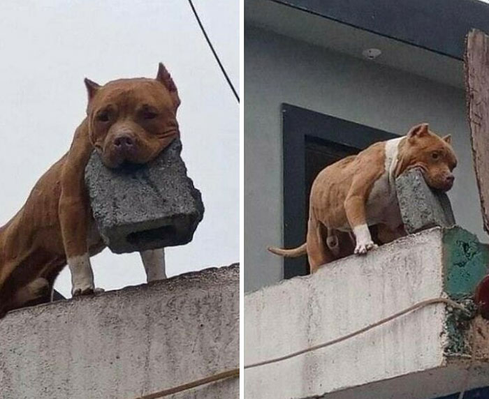 "Hey, Does Your Dog Bite?" "Oh No, He Throws Bricks!"