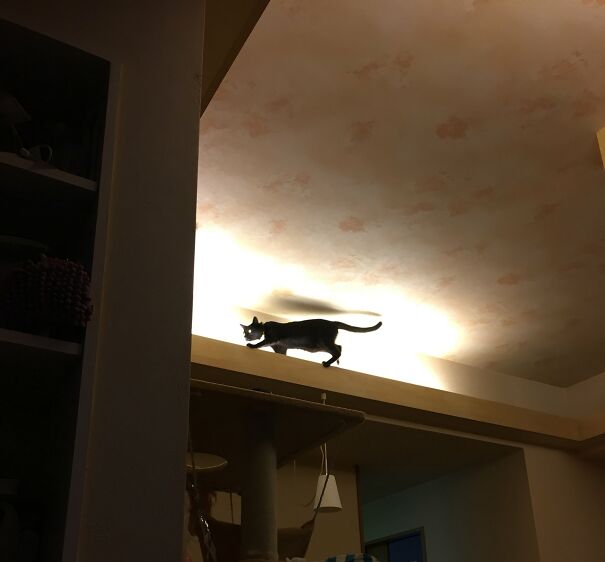 Ceiling Cat