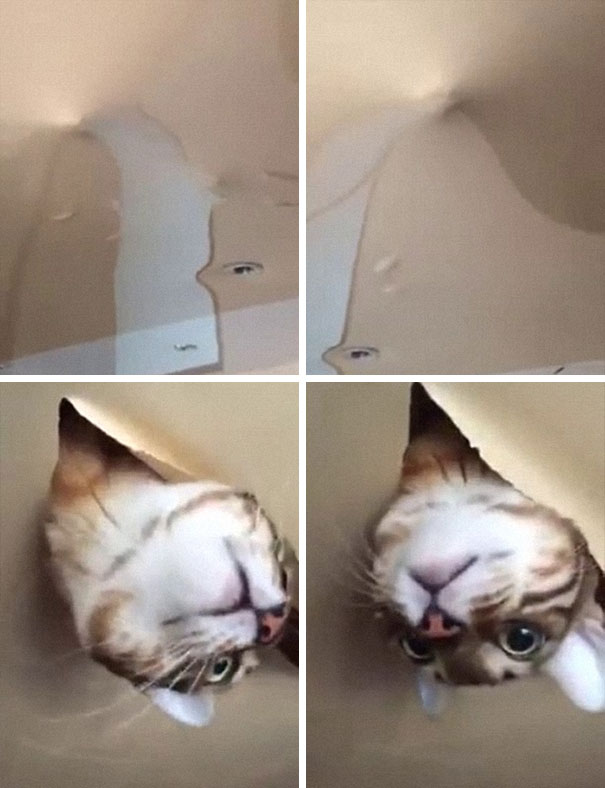 Cat Stuck In The Ceiling