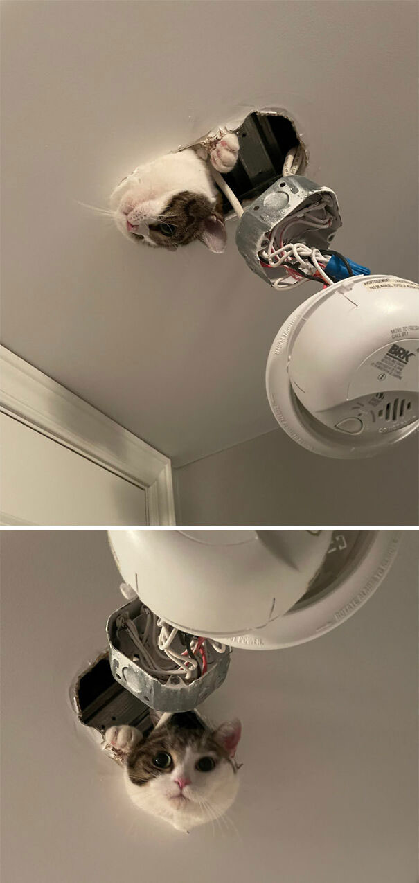 Winnie Got Stuck In The Ceiling Yesterday