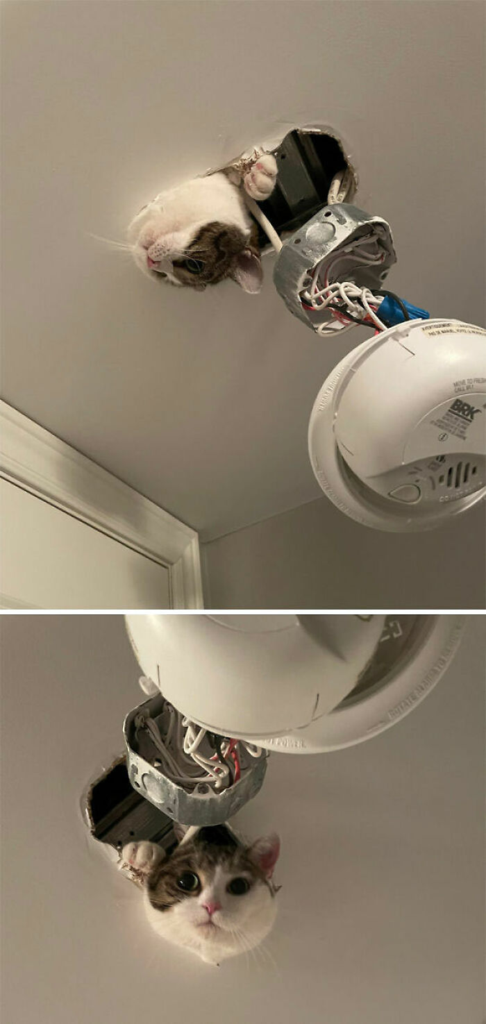 Ayer, Winnie quedó atorado en el techo