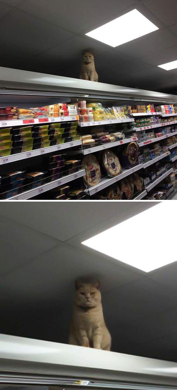 Ceiling Cat Is Always Watching