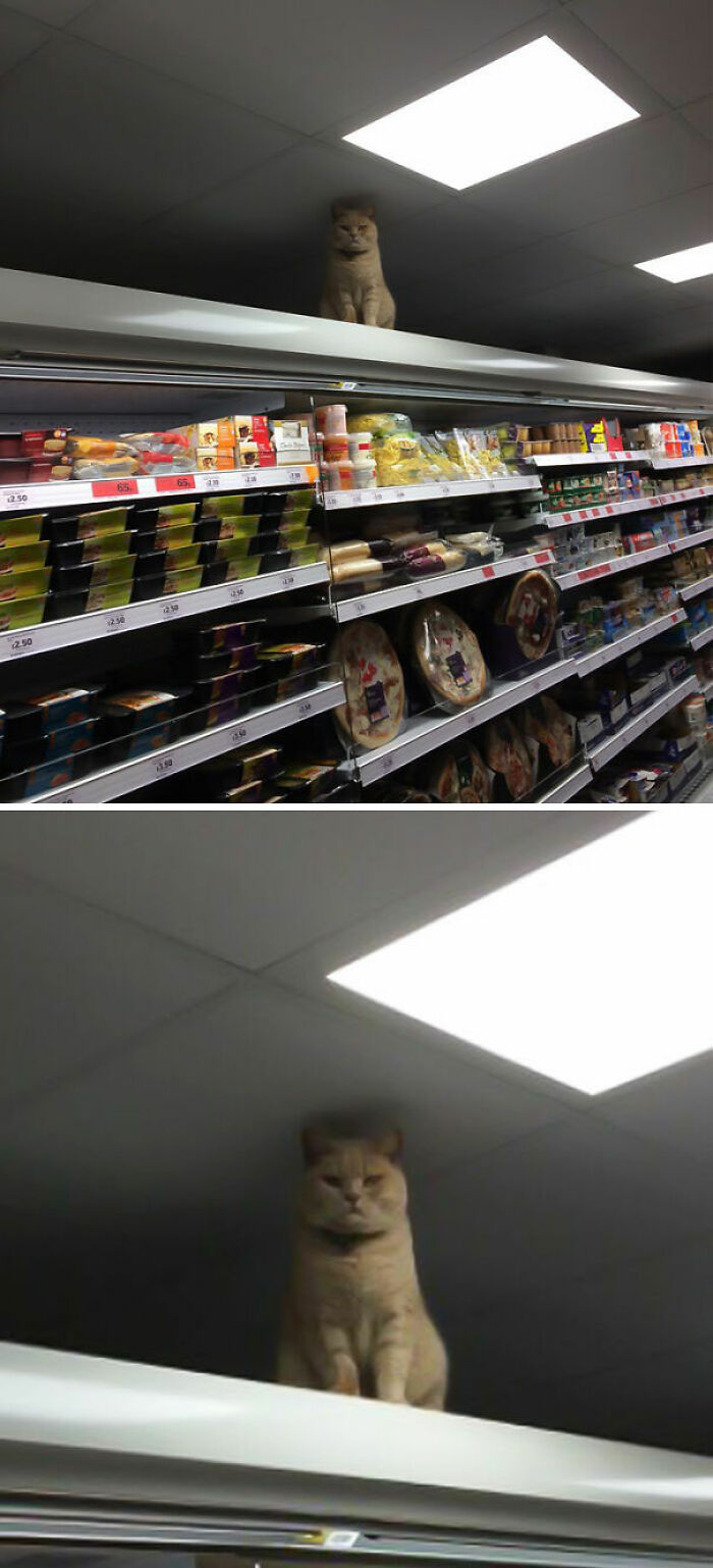 El gato del techo siempre te está mirando