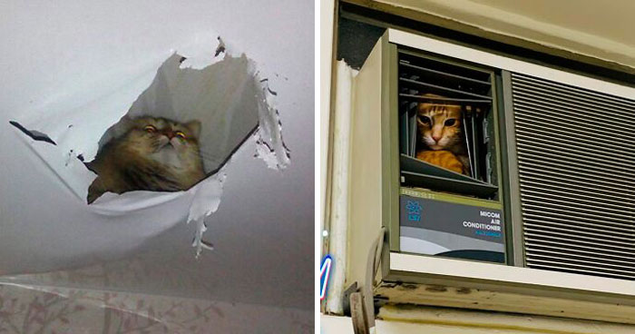 40 Fotos muy divertidas de gatos mirando a la gente desde el techo