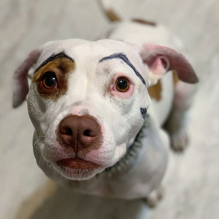 So My Brother Stole Arya For A Bit Today. This Happened