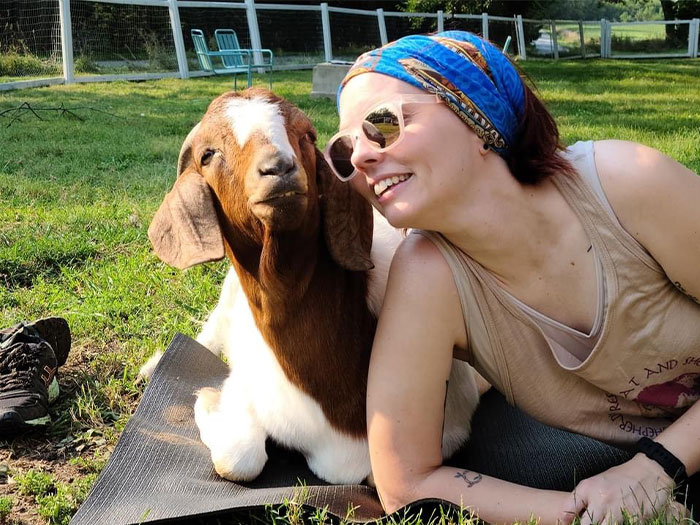 A New Kind Of Animal Rescue: Check Out These Cute Goats And Sheep