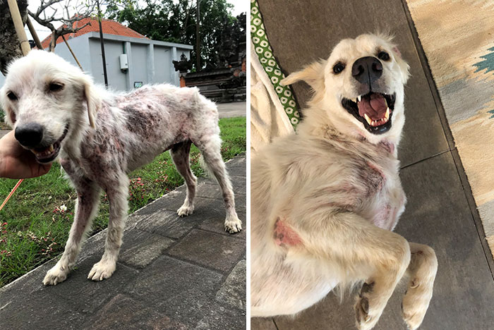 We Saved This Dog From Bad Conditions And Apparently, He’s A Golden Retriever
