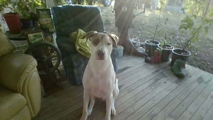 Meet Eddie The Bull Arab He Owns 3 Single Lounges (See Behind Him) And A 3 Seater Lounge. He Is A Big Lovable Boi