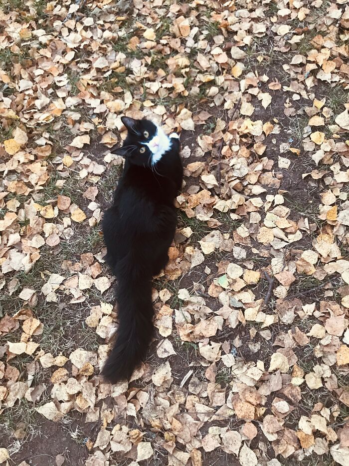 Autumnal Cat Sausage