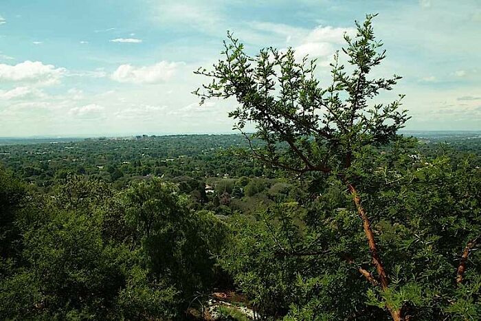 Johannesburg From The Munro Drive. In October The Trees Have Purple Flowers. That's A City Under The Trees.