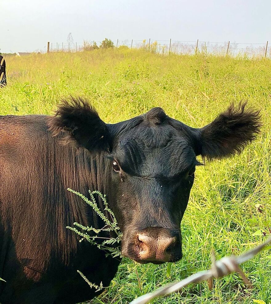 I Love This Cow's Big Fluffy Ears!