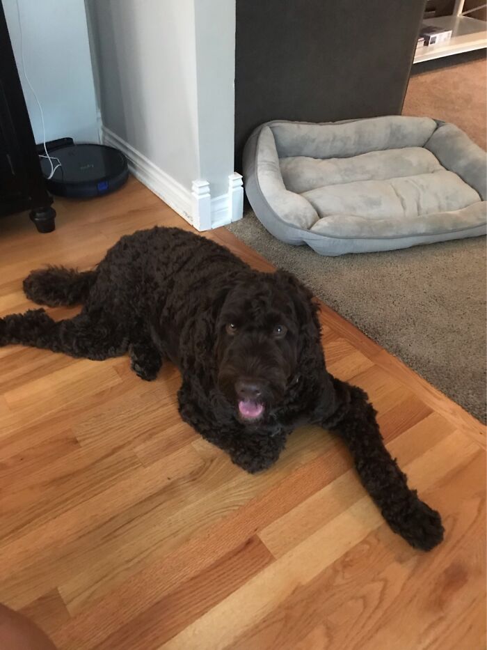 I Sent This To My Bff A Few Days Ago Yelling About How There Was A Chocolate Dog In My House