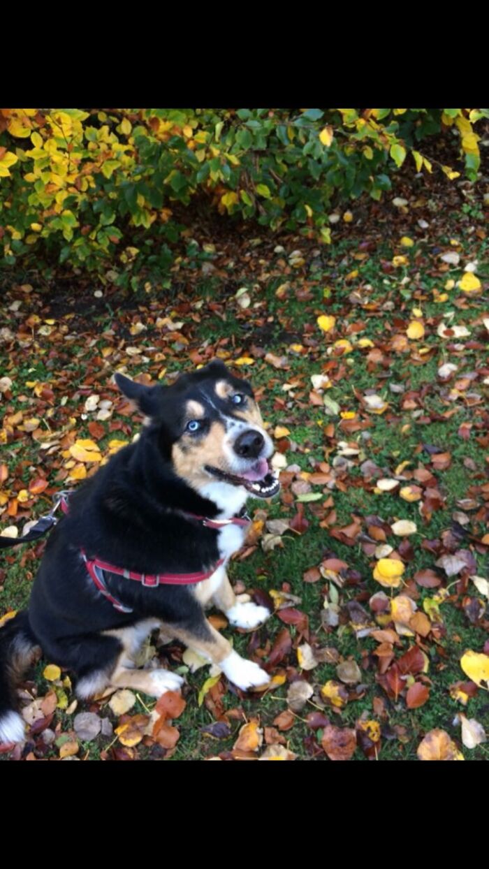 Happy Derpy Boy Winston