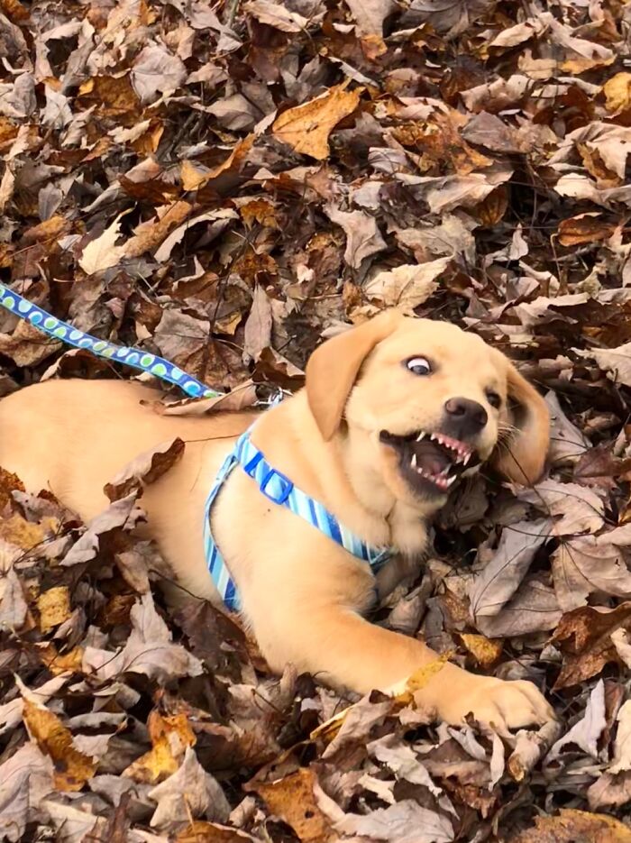 Super Excited About Fall