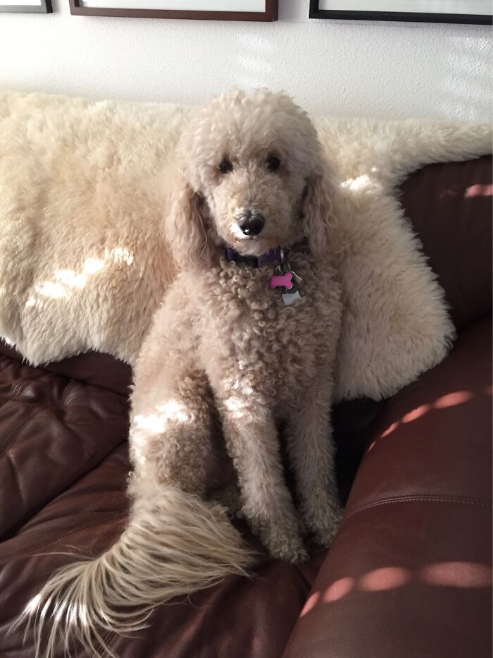 This Is A Picture Of My Grandma’s Dog. The Next Post Shows The Picture I Drew.