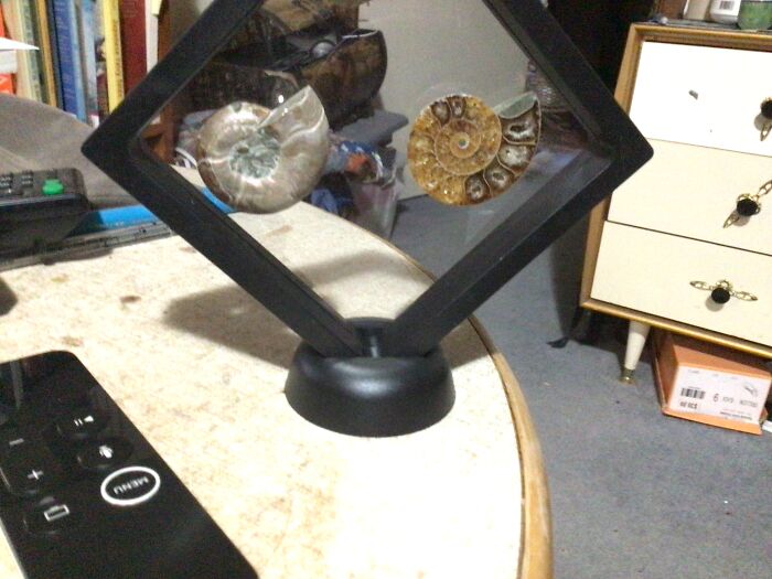 This One Is Actually My Own, I Have A Small Museum So I Have Quite A Few Fossils. This One Is An Ammonite, With A Crystal Ammolite Which Is Inside. Ammolite Is Crystallised Carbon And Ammonites Where Squids With Shells.