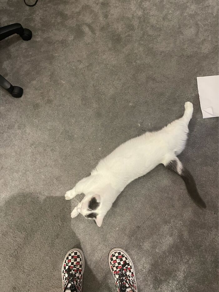 I Just Want My Kitty-Cat All Day Long :3