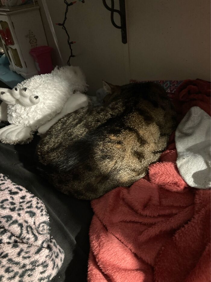 My Cat, Who Sleeps On My Bed All Day