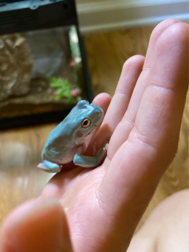 My Whites Tree Frog :d