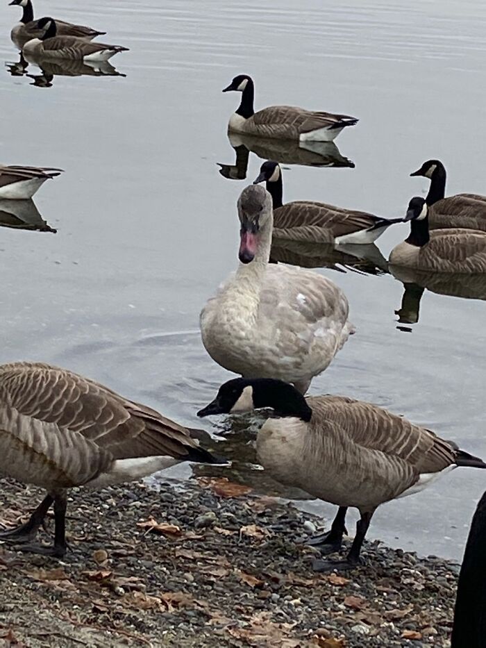 The Imposter From “Can You Spot The Imposter?”