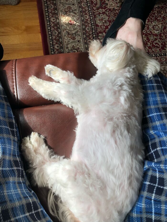 He Lounges. 🐶🐶