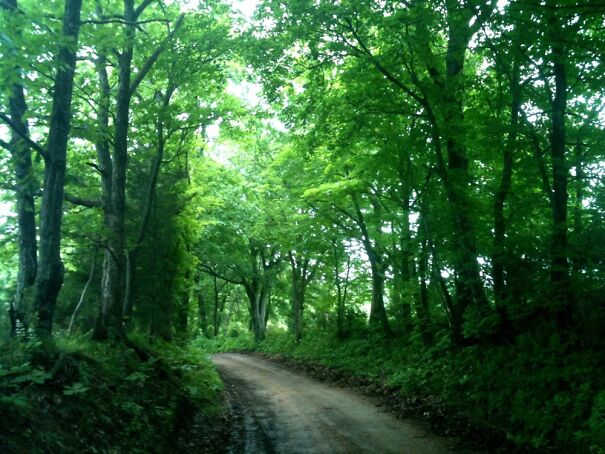 Morning Commute In The American Midwest.