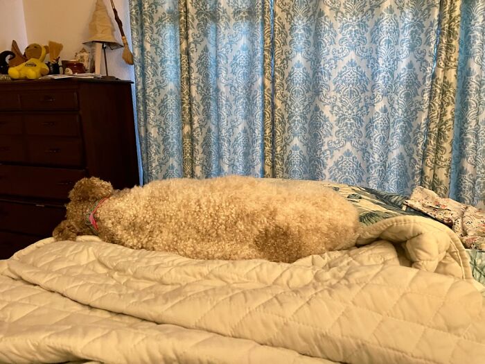 Let Sleeping Dogs Lie.