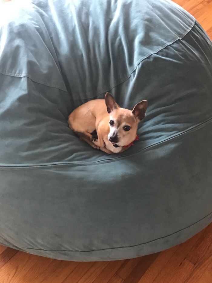 The Just-Bathed Fur, The Graceful Pose, The Bow, The Blep!