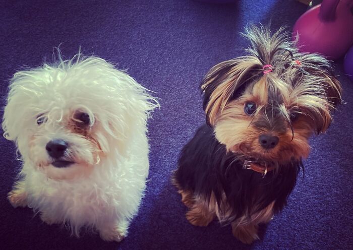 Lucky (Cavapoochon) And Peanut (Yorkie)