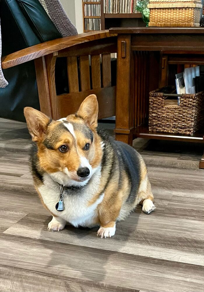 Scooter Mcmuffinpaw Looking A Bit Askance