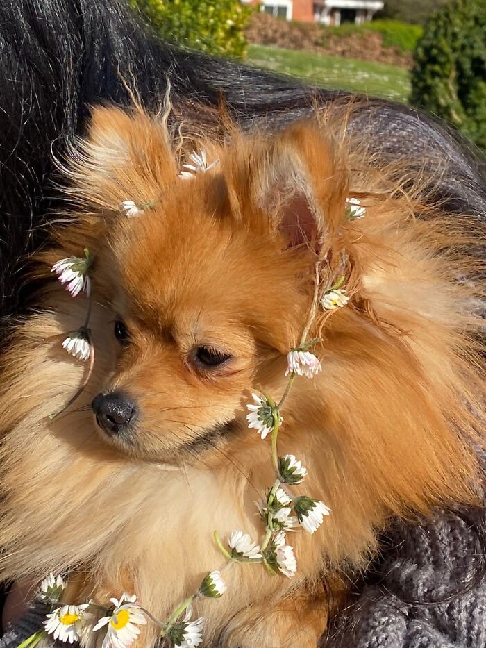 Rocket Wearing A Daisy Chain