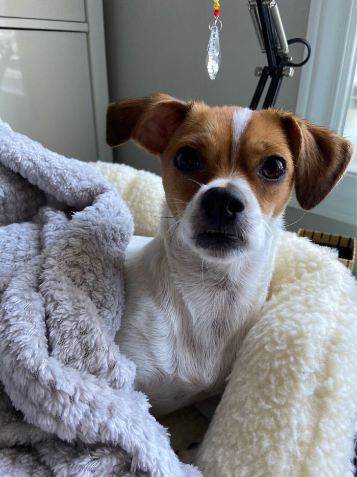 My Work Mate. I Work At My Computer While She Lays There And Naps