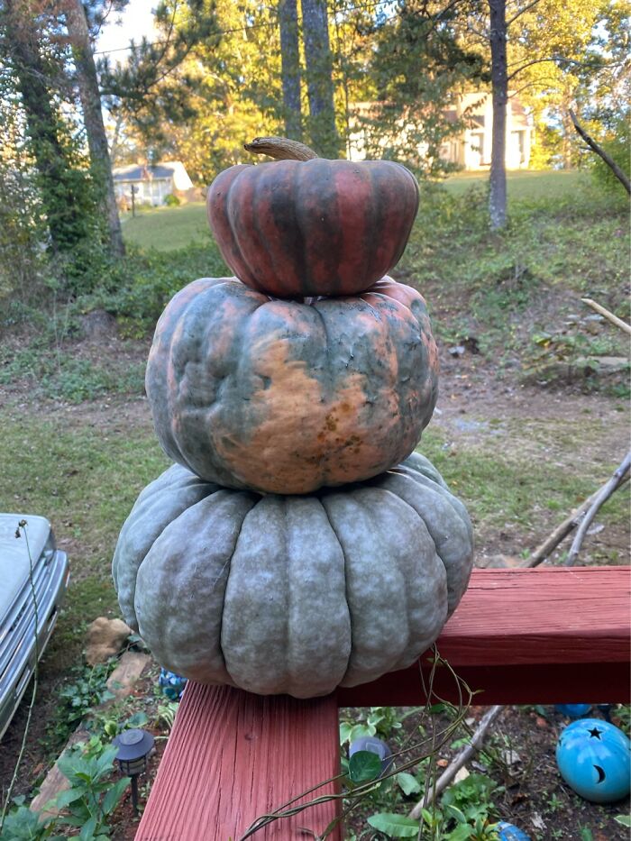 Groovy Gourds