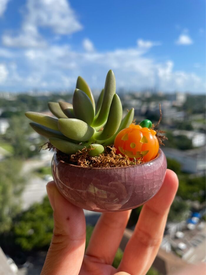 Halloween Succulent