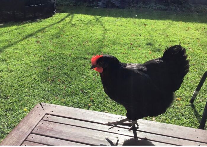 Finding A Wild Chicken