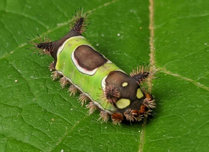 Saddleback Caterpillar