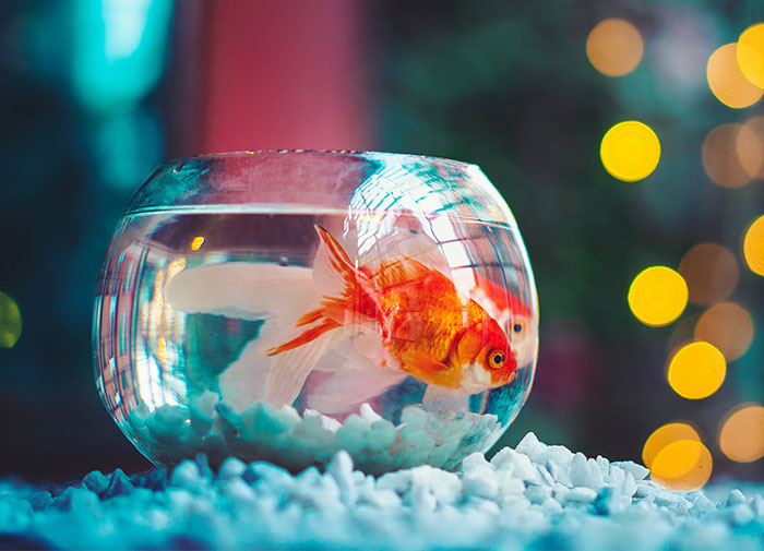 30 Myths That Widely Circulate As Truth, According To This Viral Thread