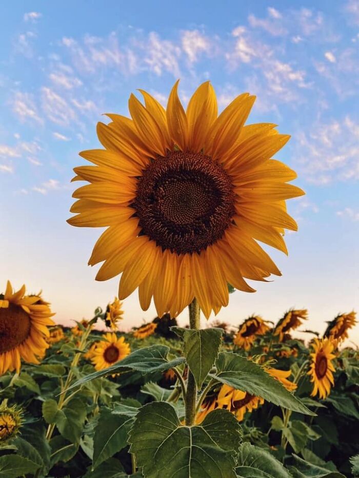 Sunflower Garden Taken By Ariunzaya Gansvh Sunflower Garden Taken By Ariunzaya Gansvh