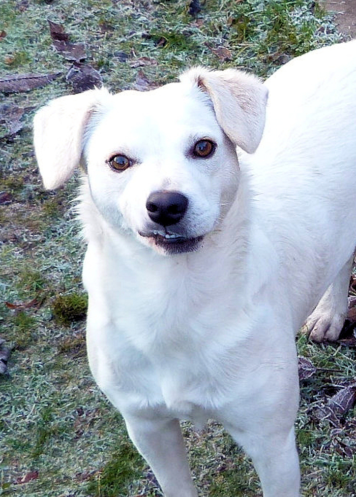 Rescued From A High Kill Shelter In Romania With His Bonded Buddy, Poor Boy Is Still Scared Of Everything. He's Happy And Healthy Now, And The Sweetest Boy Ever! He Pulls The Goofiest Faces!