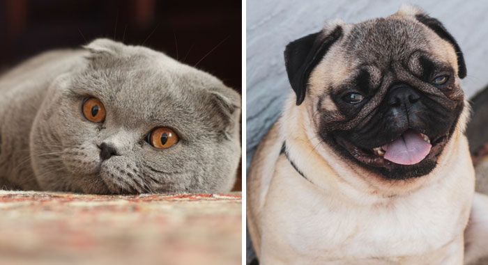 Esta veterinaria enfadada explica por qué estas razas de mascotas NO son adorables aunque lo crea la gente