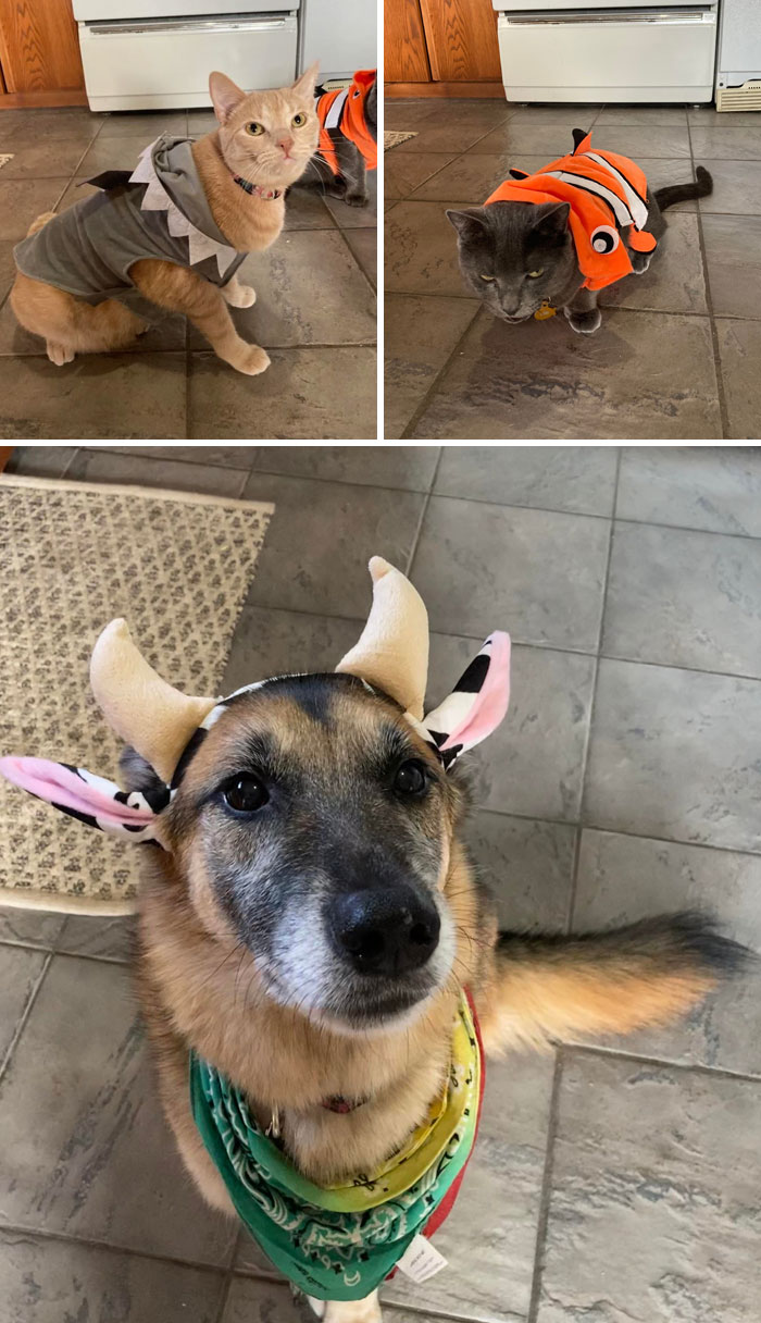 They Are Certainly Less Excited For Halloween Than I Am