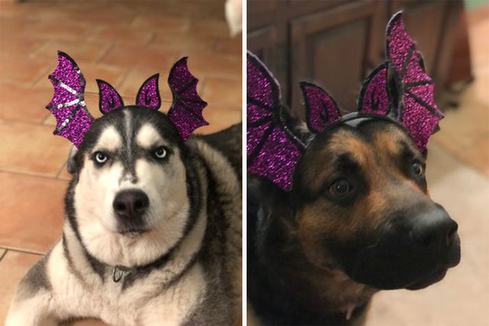 Look Deep Into Our Eyes And Give Us Treats