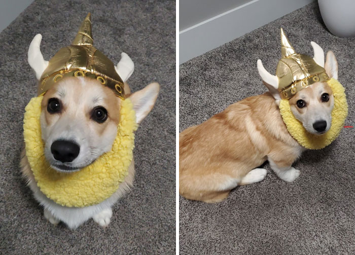 Please Look At The Halloween Costume My Sister Got For Him