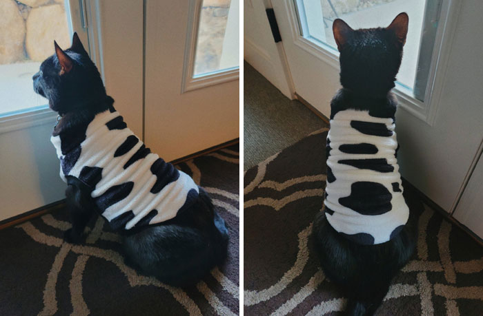 Look Who Got Their Halloween Costume