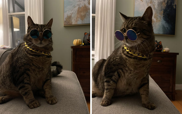 Wolfie’s Halloween Costume Arrived