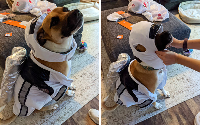 Ellie’s Halloween Costume Dry Run Was A Success