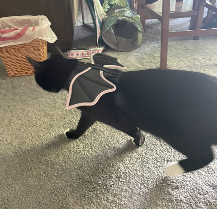 In Case You’re Sad Today Here’s A Picture Of My Son In His Halloween Costume