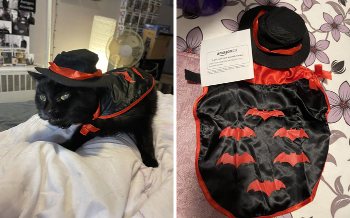 Friend Sent Mr Meow A Halloween Costume And He Royally Hates It