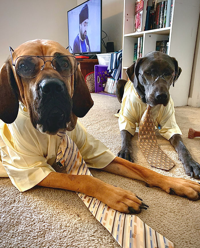 Identity Theft Is Not A Joke, Jim! Happy Halloween From My Jim And Dwight
