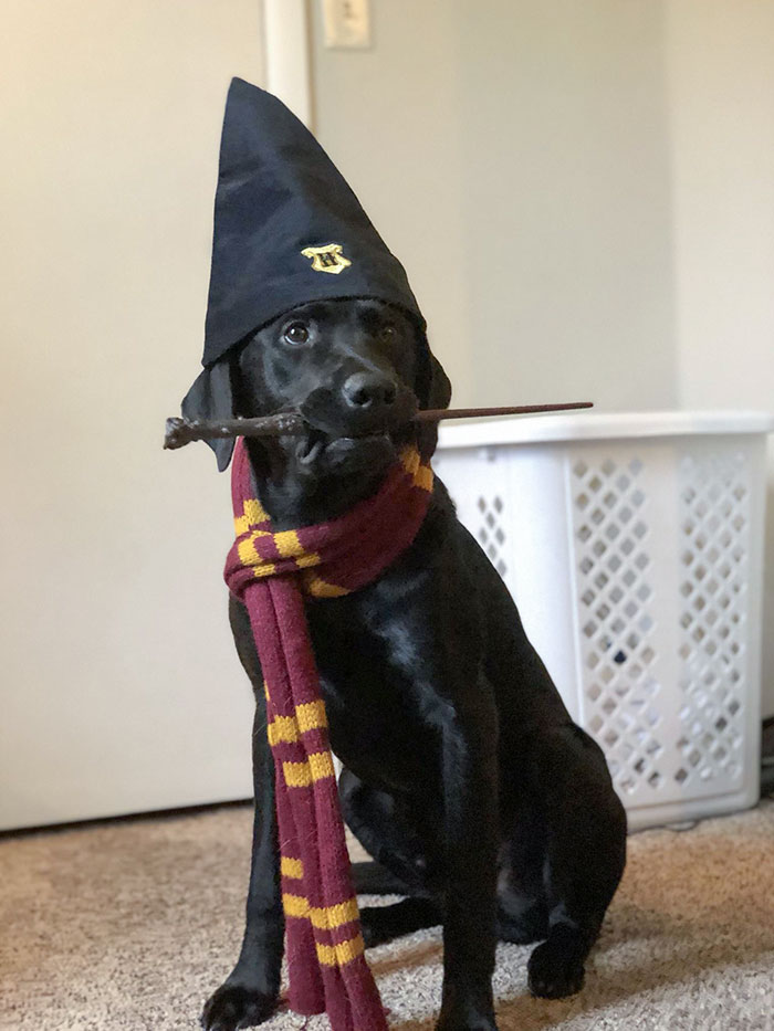 Harry Pupper